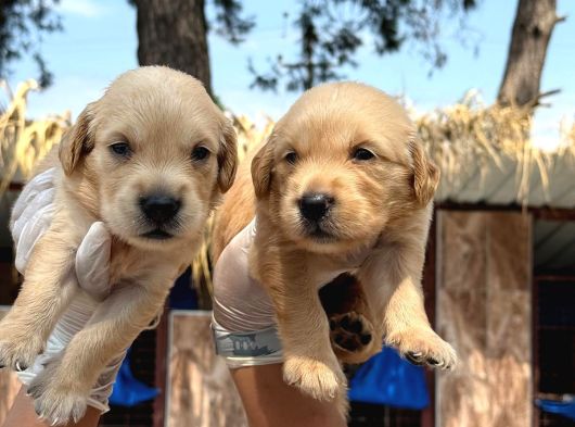 Golden Retriever Yavurlarniz