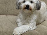 Ücretsi̇z Malti̇poo