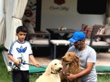 Dev Poodle Yavruları