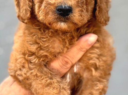 Dev Poodle Yavruları görsel