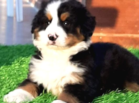 Ruhsatli̇ Çi̇fli̇kten Bernese Mountai̇n Dog Yavrulari İstanbul görsel