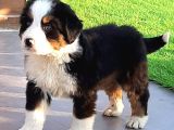 Ruhsatli̇ Çi̇fli̇kten Bernese Mountai̇n Dog Yavrulari İstanbul