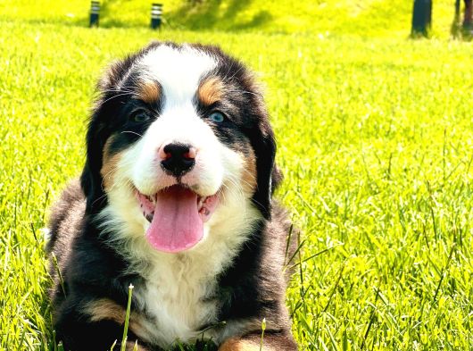 Ruhsatli̇ Çi̇fli̇kten Bernese Mountai̇n Dog Yavrulari İstanbul