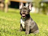 Ruhsatli̇ Çi̇fli̇kten French Bulldog Yavrulari