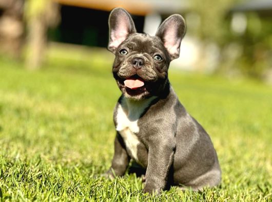 Ruhsatli̇ Çi̇fli̇kten French Bulldog Yavrulari görsel