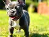 Ruhsatli̇ Çi̇fli̇kten French Bulldog Yavrulari