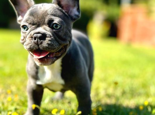 Ruhsatli̇ Çi̇fli̇kten French Bulldog Yavrulari görsel
