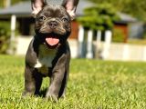Ruhsatli̇ Çi̇fli̇kten French Bulldog Yavrulari
