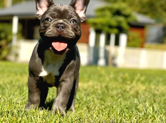 Ruhsatli̇ Çi̇fli̇kten French Bulldog Yavrulari görsel