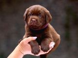 TÜRKİYENİN EN ÖZEL ÇİFLİĞİNDEN LABRADOR YAVRULARI