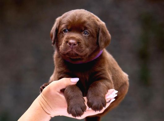 Türki̇yeni̇n En Özel Çi̇fli̇ği̇nden Labrador Yavrulari görsel