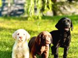 Labrador Retriever Yavrulari Istanbul