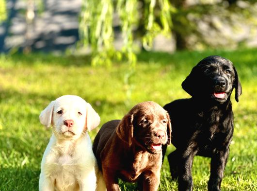 Labrador Retriever Yavrulari Istanbul görsel