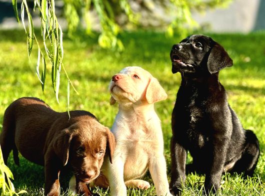 Labrador Retriever Yavrulari Istanbul görsel