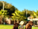Labrador Retriever Yavrulari Istanbul
