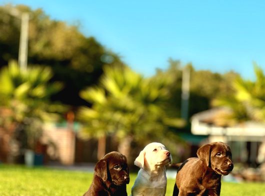 Labrador Retriever Yavrulari Istanbul görsel