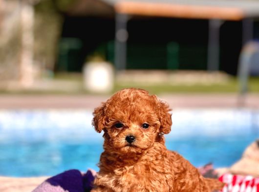 Secereli Toy Poodle Yavruları İstanbul görsel