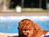Secereli Toy Poodle Yavruları İstanbul