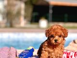 Secereli Toy Poodle Yavruları İstanbul
