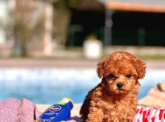 Secereli Toy Poodle Yavruları İstanbul