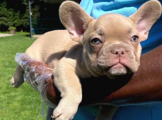 Özel Renkli̇ French Bulldog Yavrulari İstanbul