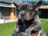 Özel Renkli̇ French Bulldog Yavrulari İstanbul