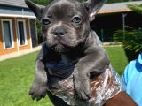 Özel Renkli̇ French Bulldog Yavrulari İstanbul