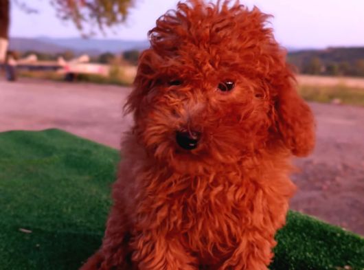 Toy Poodle Dişi Yavrumuz