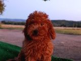 Toy Poodle Dişi Yavrumuz
