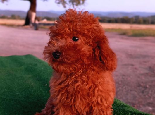 Toy Poodle Dişi Yavrumuz görsel