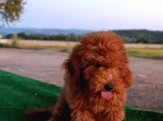 Toy Poodle Dişi Yavrumuz görsel