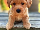 Safkan Maltipoo Bebekler