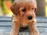 Safkan Maltipoo Bebekler