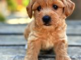 Safkan Maltipoo Bebekler