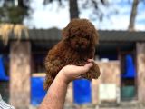 Toypoodle Sevimli Yavrular
