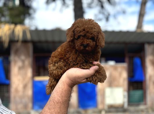Toypoodle Sevimli Yavrular görsel