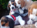 Gold Beagle Yavrular