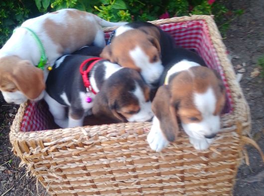 Gold Beagle Yavrular görsel