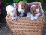 Gold Beagle Yavrular