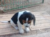 Gold Beagle Yavrular