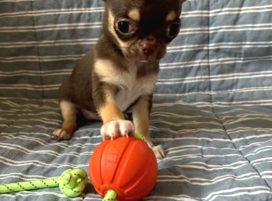 Teacup Çikolata Chihuahua Bebekler görsel