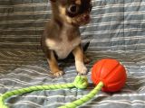 Teacup Çikolata Chihuahua Bebekler