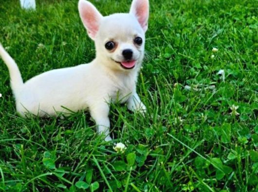 Teacup Chihuahua Bebekler