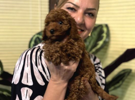 Oyuncu Efsane Harika Toy Poodle Yavrularımız görsel