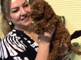 Oyuncu Efsane Harika Toy Poodle Yavrularımız