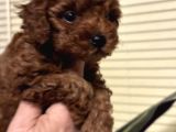 Oyuncu Efsane Harika Toy Poodle Yavrularımız