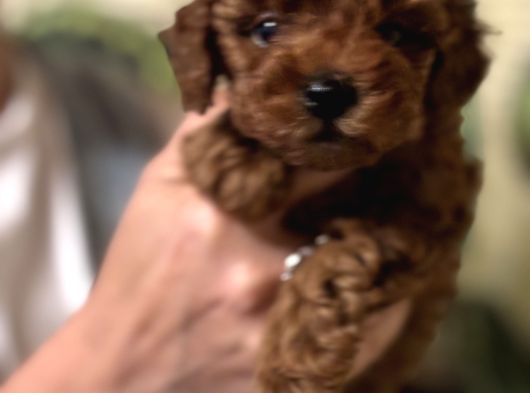 Oyuncu Efsane Harika Toy Poodle Yavrularımız görsel