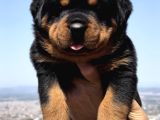 Heybetli Üst Kalite Irk Garantili Rottweiler Yavrular
