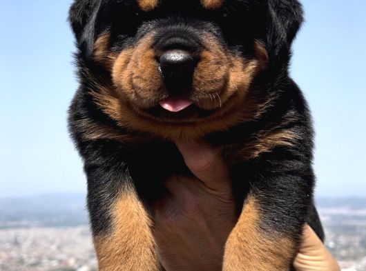 Heybetli Üst Kalite Irk Garantili Rottweiler Yavrular görsel