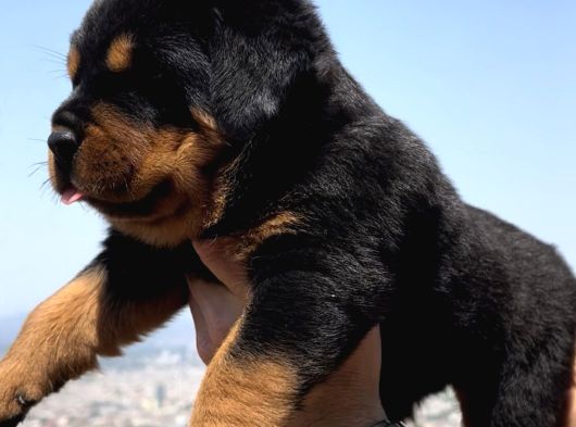Heybetli Üst Kalite Irk Garantili Rottweiler Yavrular görsel
